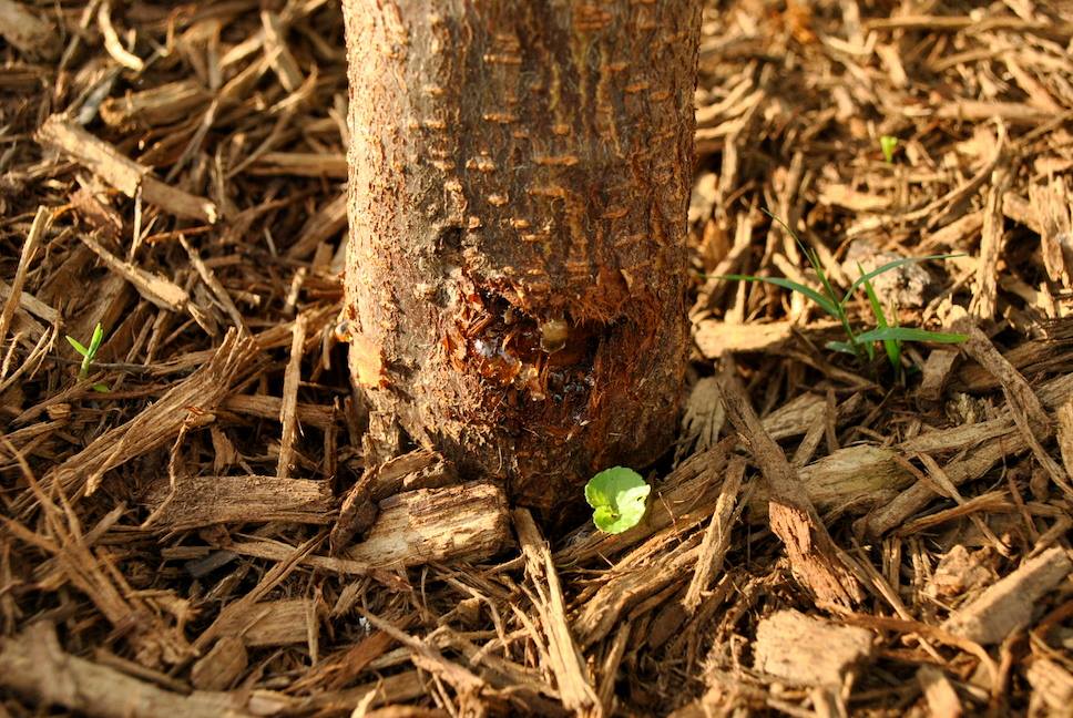 Fruitbomen enten na konijnenschade