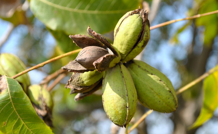 Close up of Colby Pecans on tree