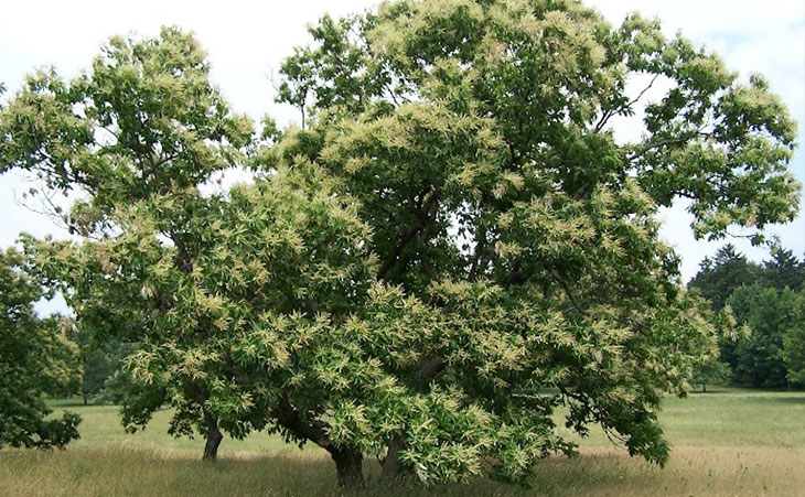 Healthy Chestnut Tree