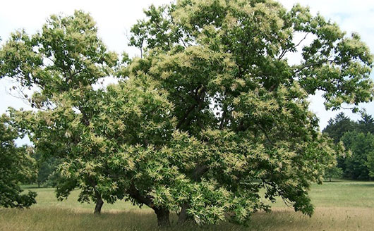 Healthy Chestnut Tree