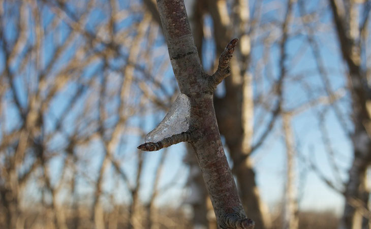 Ice on tree bud