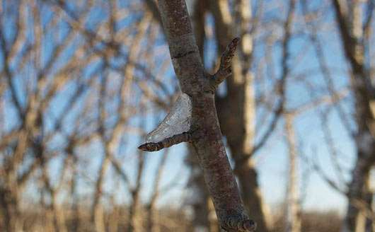 Ice on tree bud