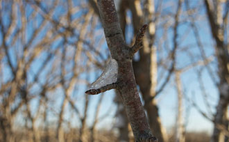 Ice on tree bud