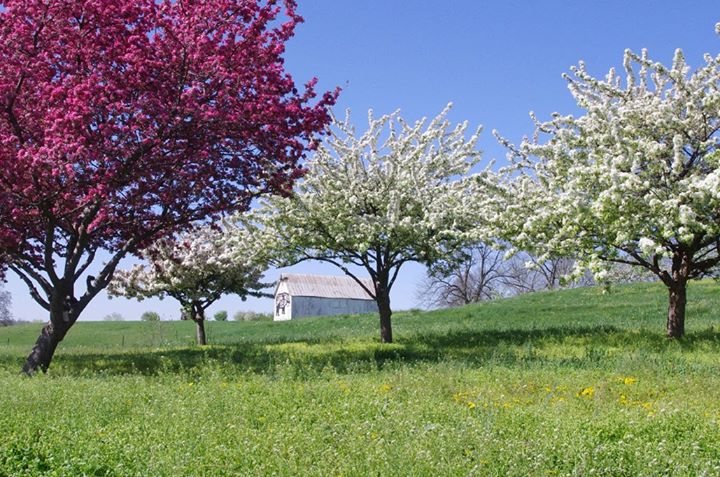 Crab Apple Pollination Chart