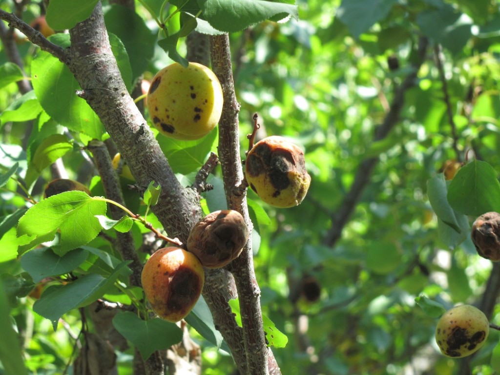 Apricot Brown Rot