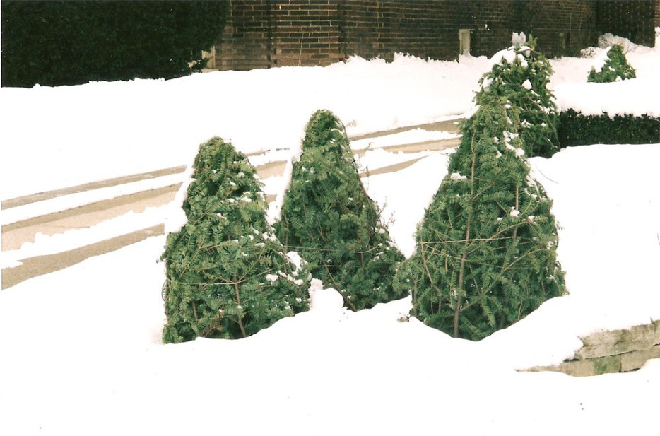 Christmas Trees in Snow Christmas Trees in Snow