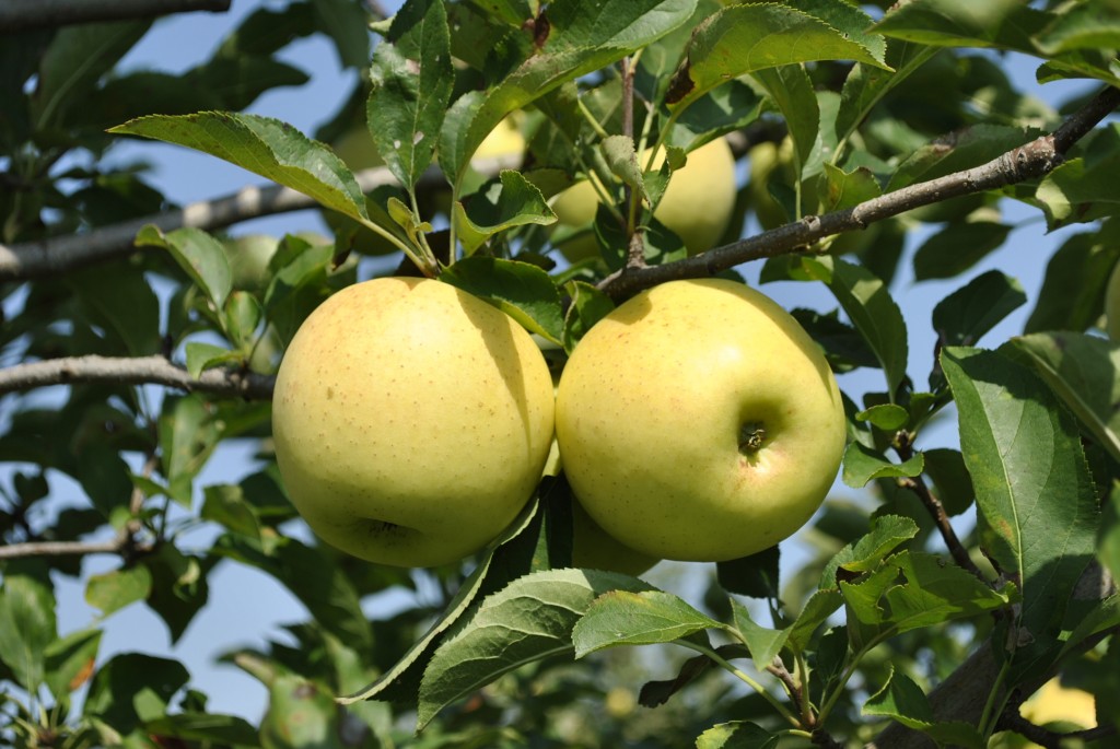 The Trail Of The Golden Apple Stark Bro S