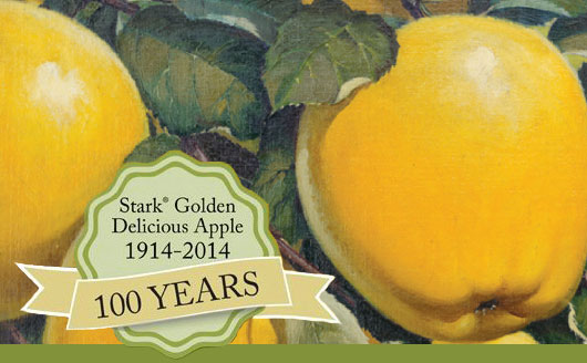 Illustration of Golden Delicious apple