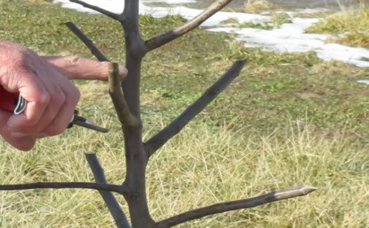 pruned fruit tree