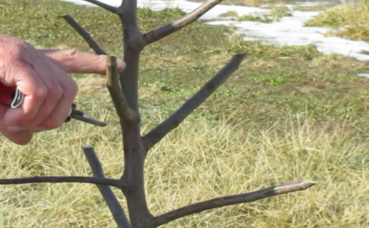 pruned fruit tree