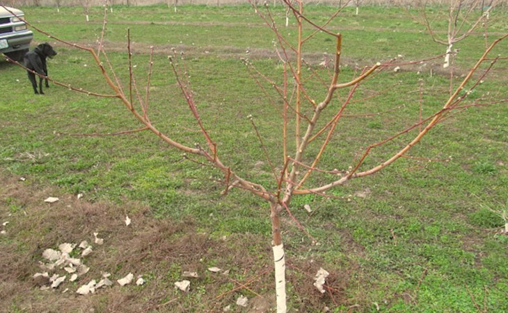 Example of open center prunning