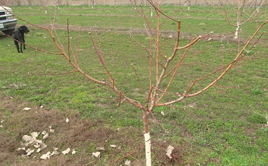 Example of open center prunning