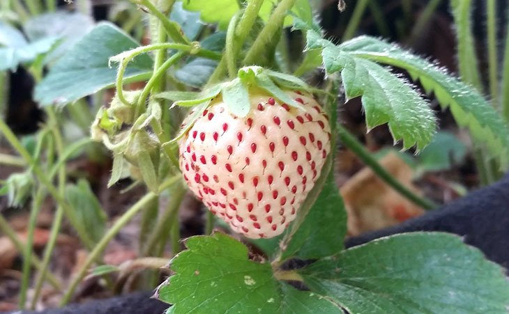 white strawberry