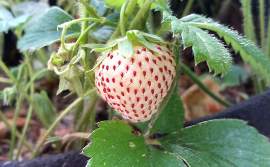 white strawberry