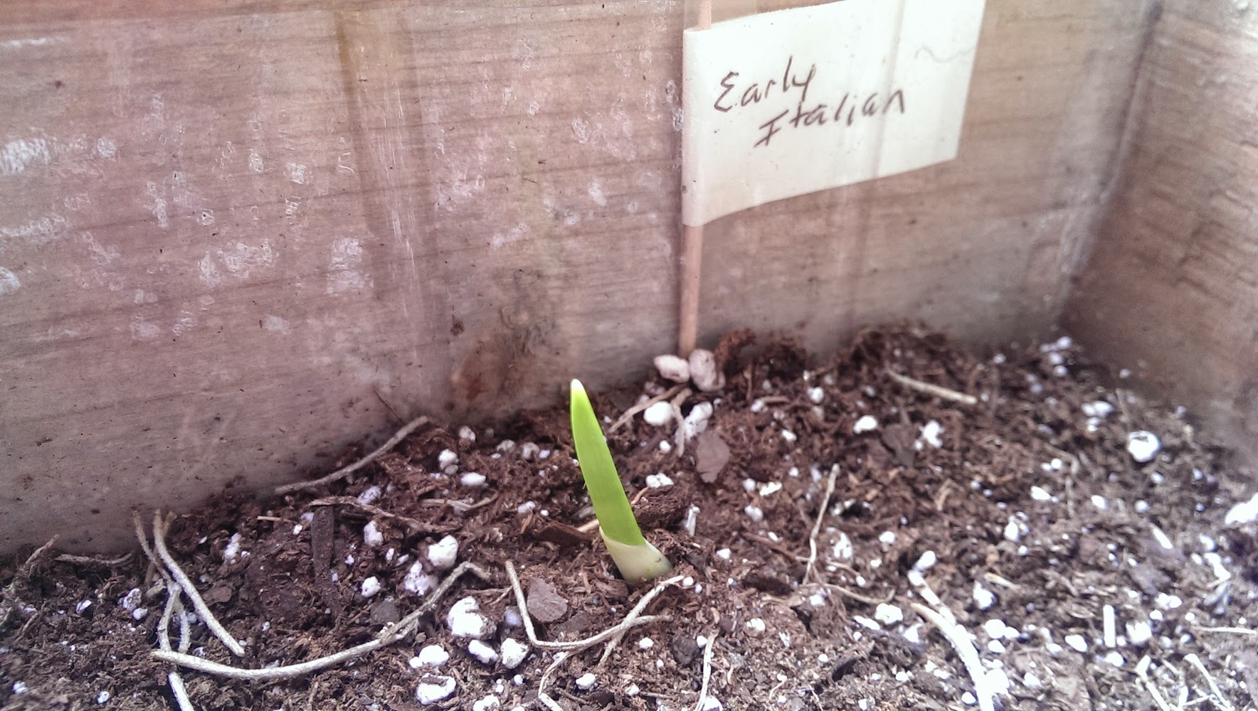 Early Garlic Sprouting