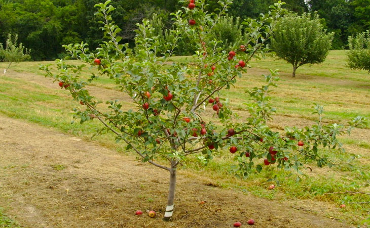 Apple tree with red fruit