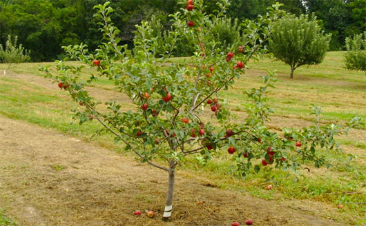 Apple tree with red fruit