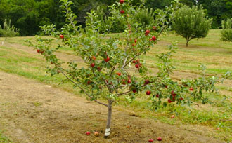 Apple tree with red fruit