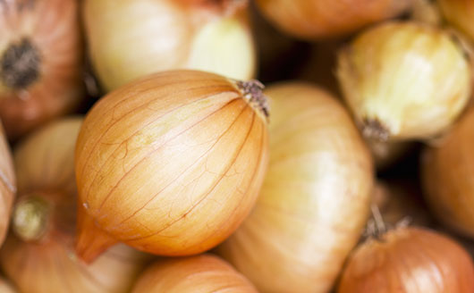 photo Shallots Planting Outside planting growing shallots stark bro s