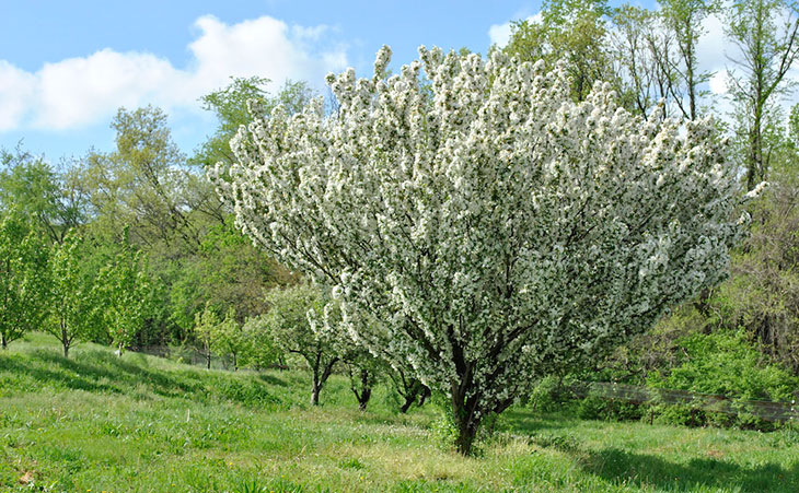 Blooming apple tree