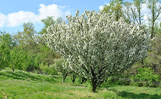 Blooming apple tree