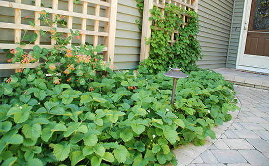 Plants on a trellis