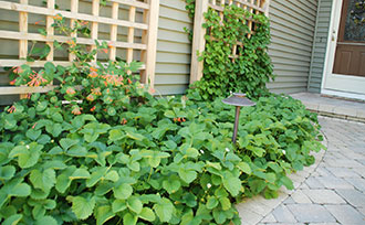 Plants on a trellis