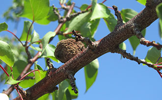 Brown Rot on Apricot Tree, brown gall