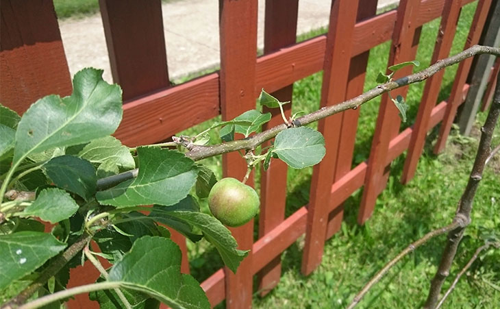 Example of fruit tree being espaliered on a wooden fence