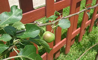 Example of fruit tree being espaliered on a wooden fence