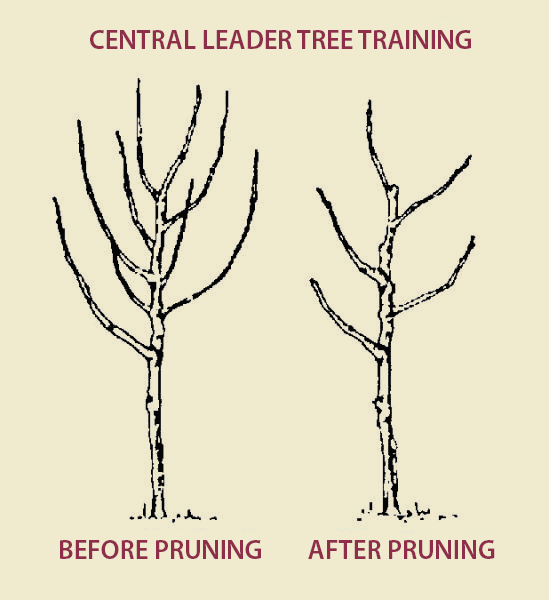 central leader, before and after pruning