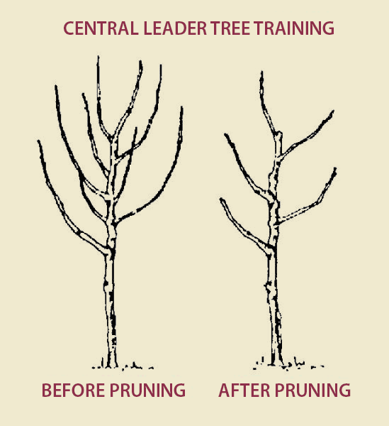 Can You Prune An Apple Tree In The Spring Apple Poster Can You Prune An Apple Tree In The Spring Apple Poster
