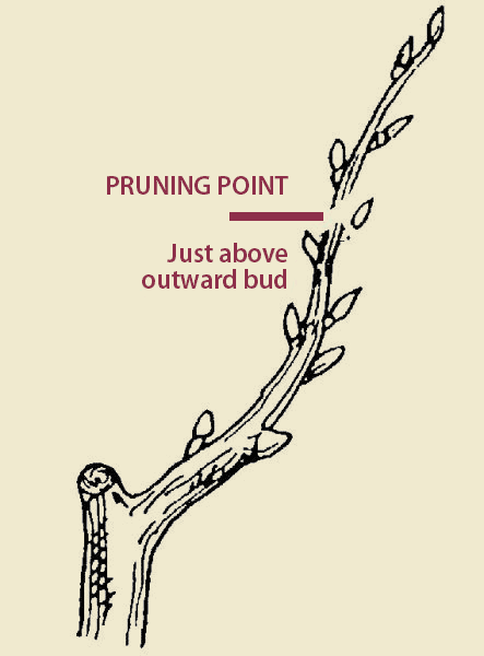 Pruning Just above outward node