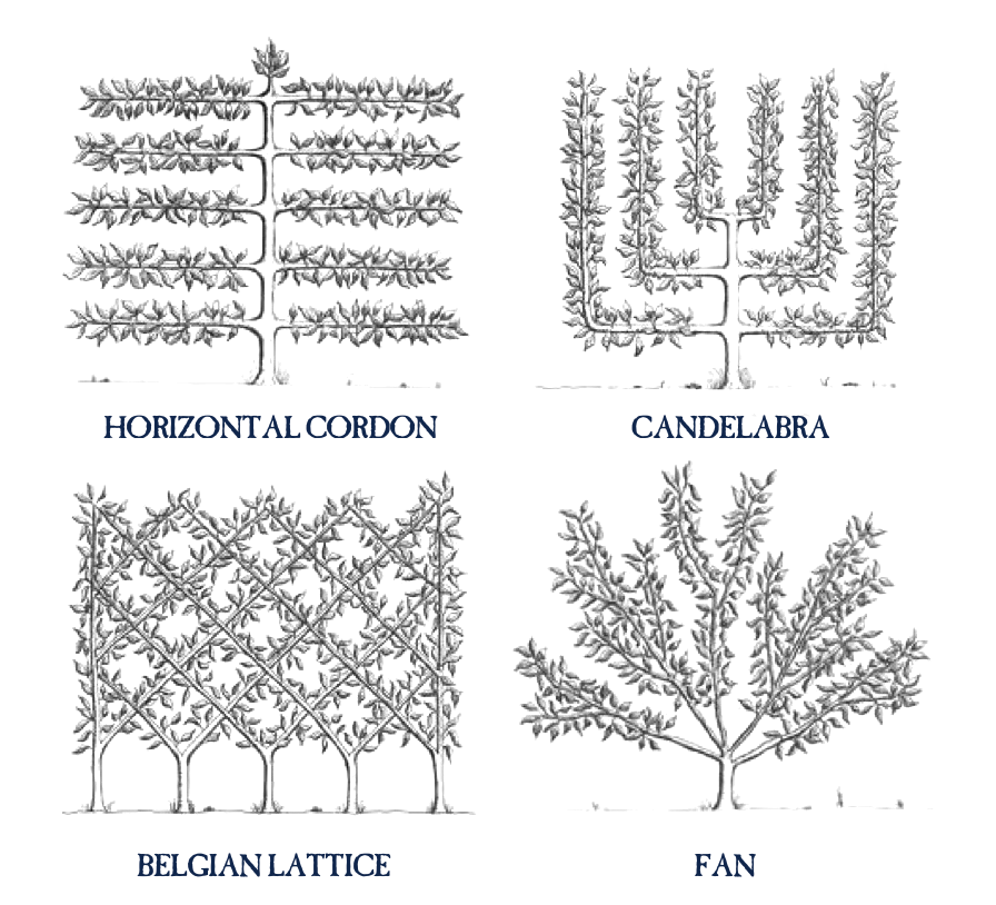 When do you conduct fruit tree maintenance?