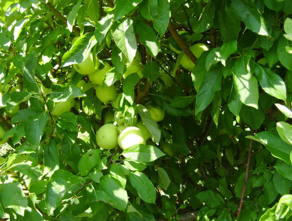 What are some good apple tree sprays to prevent bug infestations?