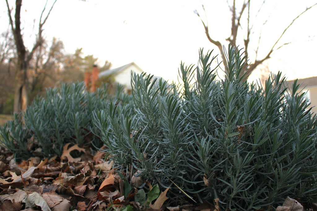 Drifting Leaves Around Lavender Plant