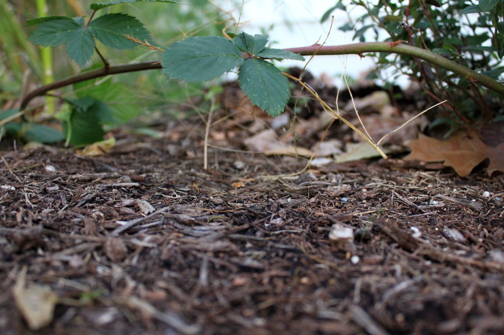 Garden with Mulch