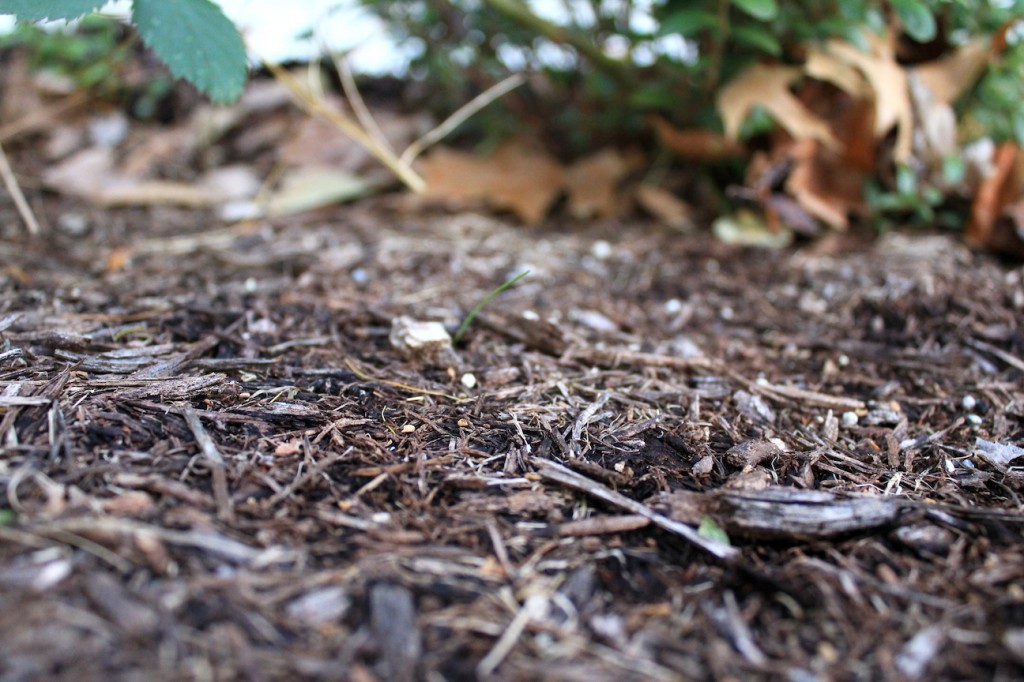 Mulched Area
