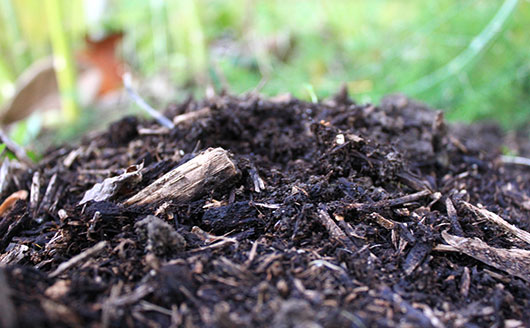 mound of soil