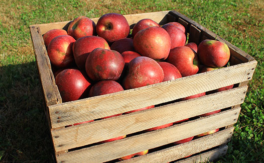 crate of picked apples