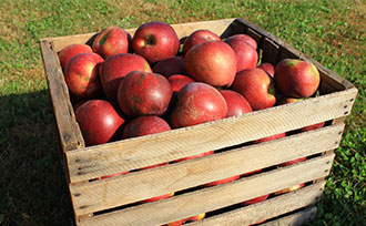 crate of picked apples