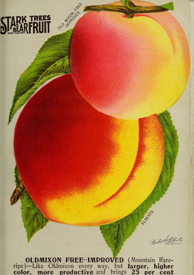 1896 catalog art of peaches