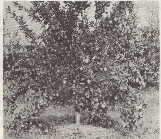 Vintage photo of apple tree