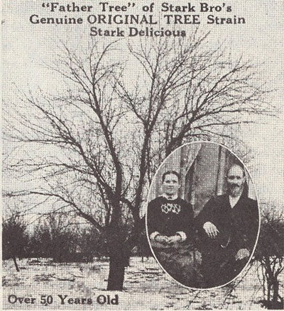 Vintage Image of the Red Delicious Tree