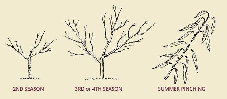 third or fourth season