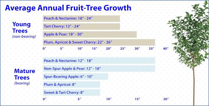 Annual Fruit Tree growth