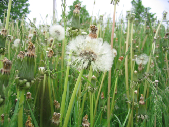 Photo of weeds
