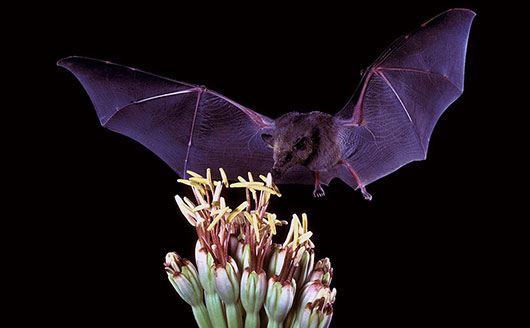 Bat landing on a plant