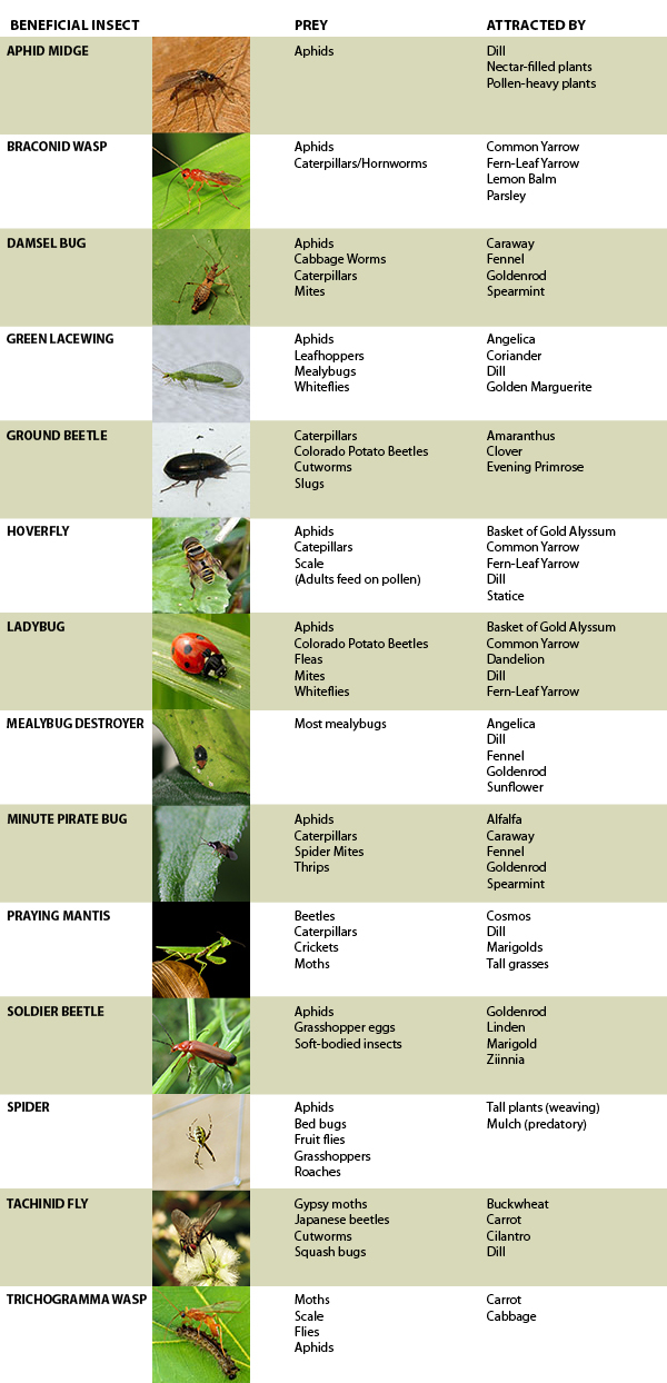 Beneficial insects chart