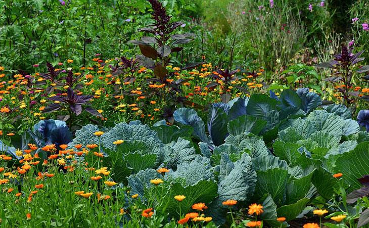 Example of a grouping of permaculture plants